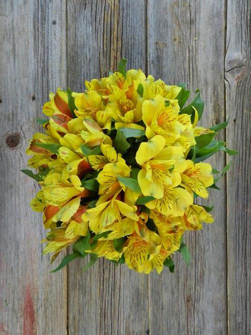 VERDI BUTTERFLY PLUS YELLOW ALSTROEMERIA